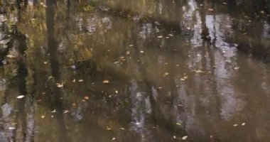 Karanlık su yüzeyinde düşen yapraklar ve ağaç yansımaları dalgalanır.