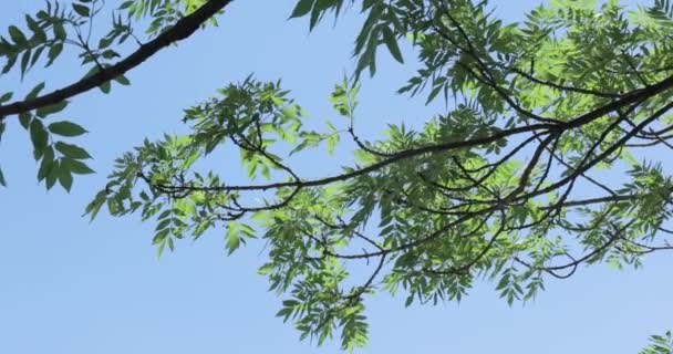 Листя Зеленого Дерева Вітрі Блакитне Небо Свіжий Весняно Зелений — стокове відео