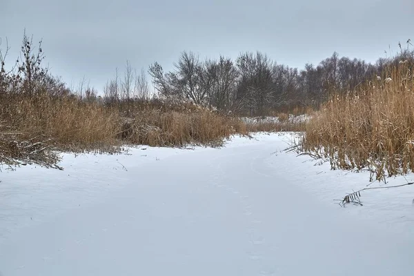 Frozen Lake Tisza Canals Covered Ice Walking Reed — Stock Photo, Image