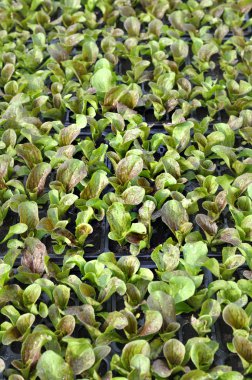 sağlıklı marul büyüyen tencere