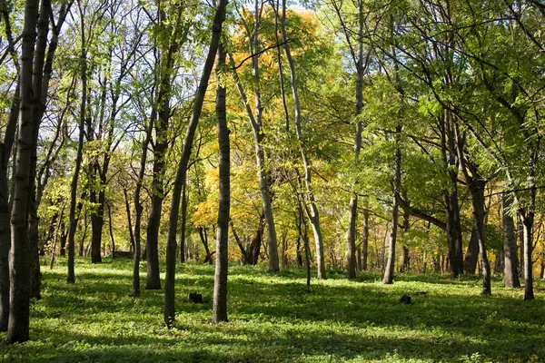 Autunno. — Foto Stock