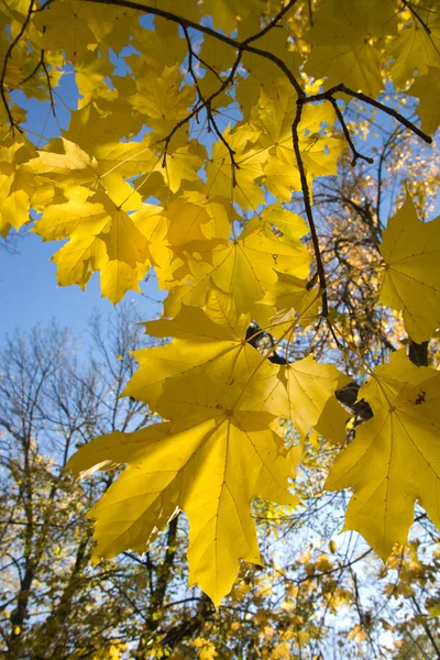 Park landscape. Autumn. — Stock Photo, Image