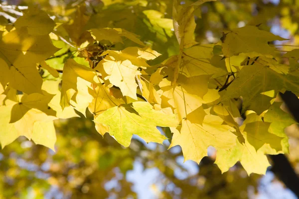 Park landscape. Autumn. — Stock Photo, Image