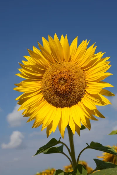 Sonnenblume lizenzfreie Stockbilder