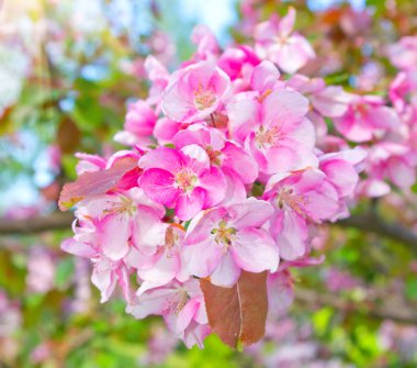 çiçekli meyve ağaçları