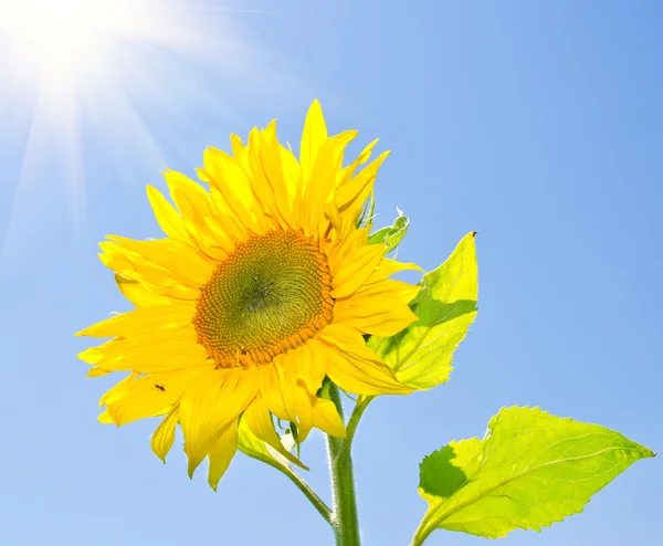 Gelbe Sonnenblume — Stockfoto