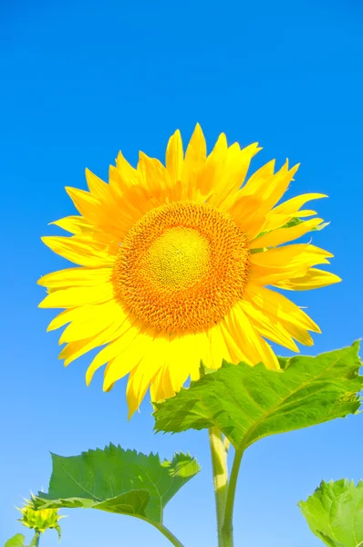 Beautiful sunflower — Stock Photo, Image