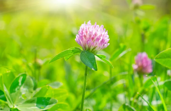 Pink flower in the summer day — Stock Photo, Image