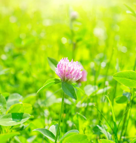 ピンクの花 — ストック写真