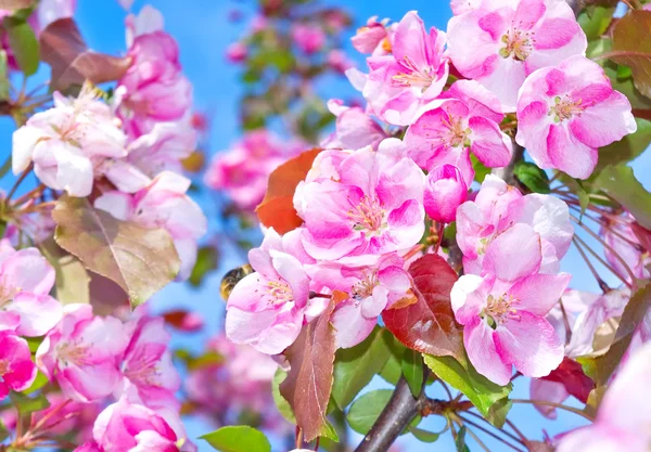 Árboles frutales con flores — Foto de Stock