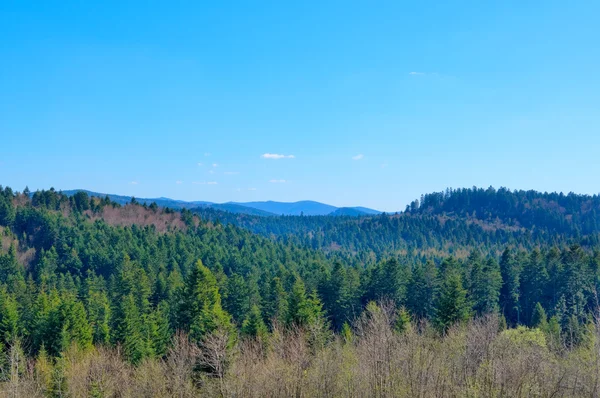 Endless forests of the mountains — Stock Photo, Image