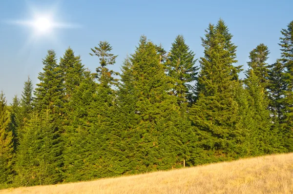 Pine-trees — Stock fotografie