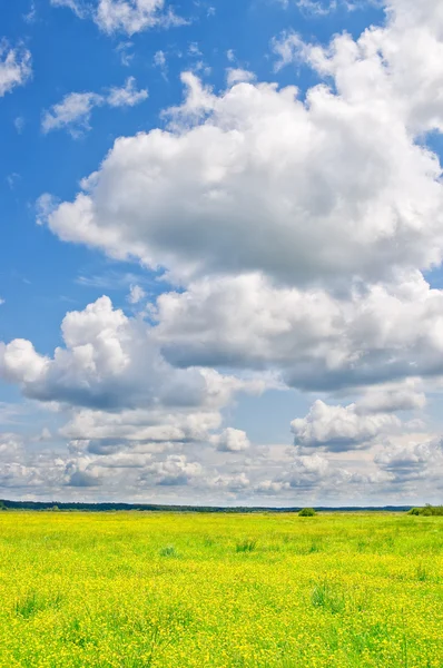 Zomer weide — Stockfoto