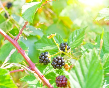 BlackBerry bush