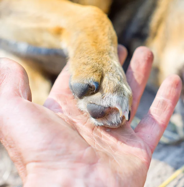 Pata de cão e mão humana — Fotografia de Stock