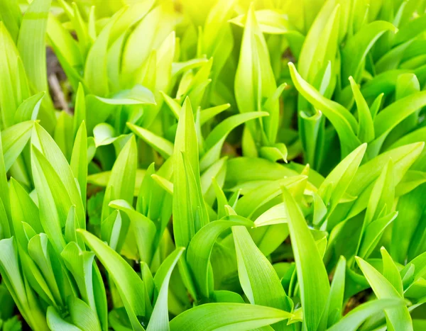 Piante verdi lussureggianti — Foto Stock