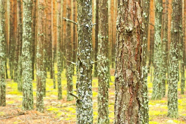 Foresta di pino — Foto Stock