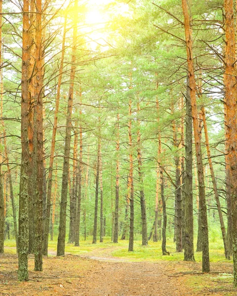 Camino en el bosque de pinos —  Fotos de Stock
