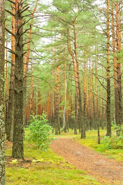 Çam ormanında yol — Stok fotoğraf