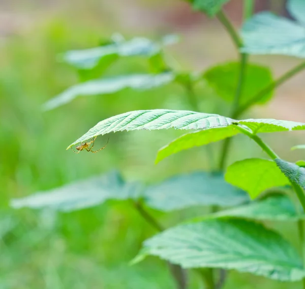 Spin op de groene bladeren — Stockfoto