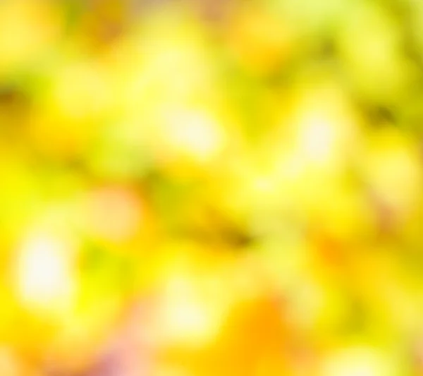 Bokeh background of foliage — Stock Photo, Image