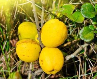Fruits of the yellow Quinces clipart