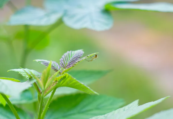 Spin op de groene bladeren — Stockfoto