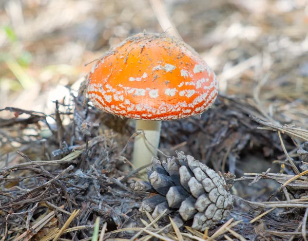 Funghi nella foresta autunnale — Foto Stock