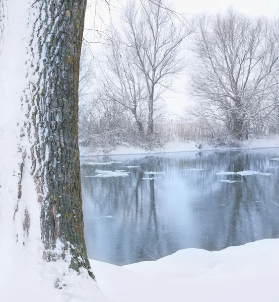 강과 나무 눈으로 덮여 — 스톡 사진