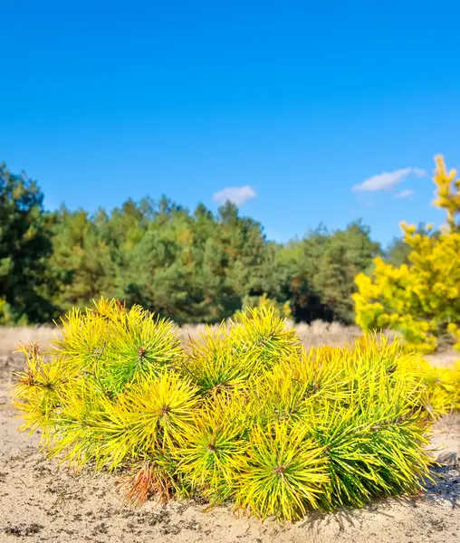 A small pine tree near the forest — Stock Photo, Image