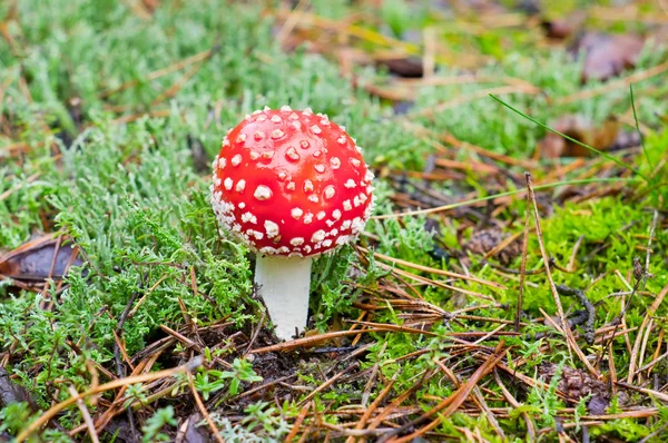 Vliegenzwam in het forest — Stockfoto