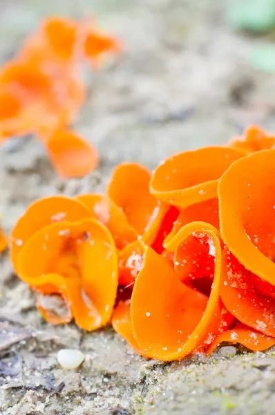 Eetbare paddestoelen (aleuria aurantia) — Stockfoto