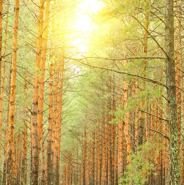 秋の緑の松林の中の男 — ストック写真