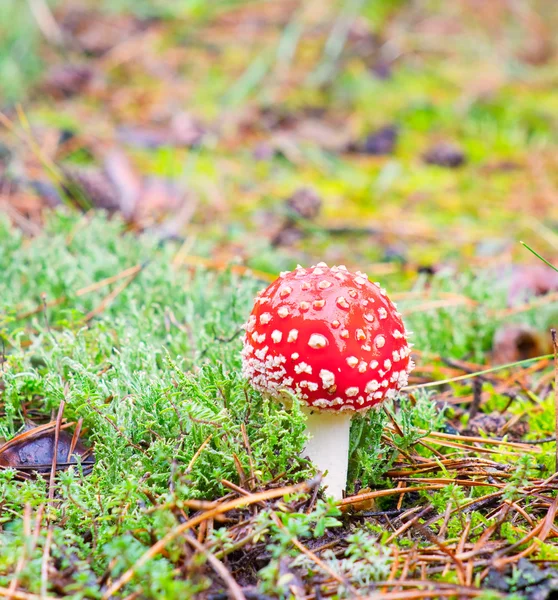 Vliegenzwam in het forest — Stockfoto