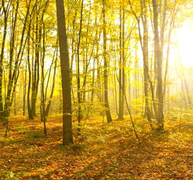 Güneş ışınları sonbahar ormanın dökün.
