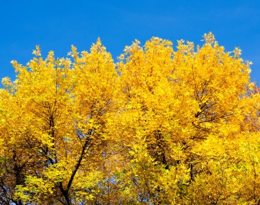 Sarı sonbahar yaprakları