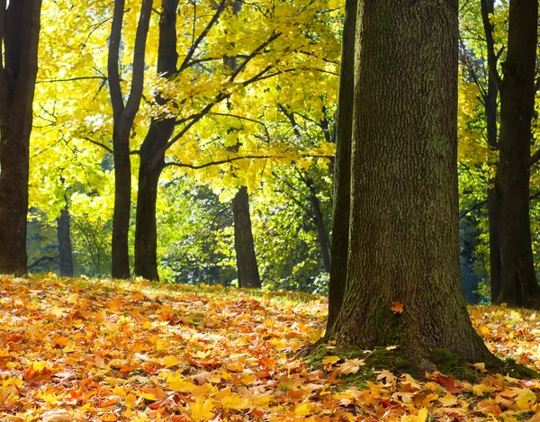 Sluneční paprsky se nalije do podzimní park — Stock fotografie