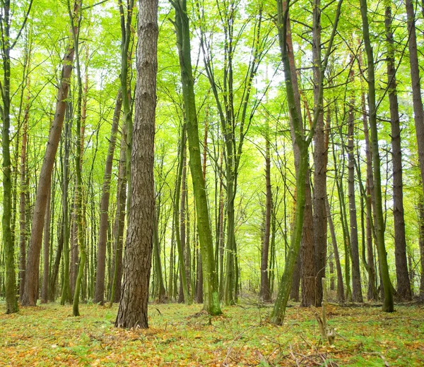 Foresta in autunno — Foto Stock