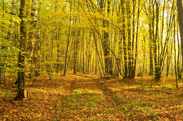 光束倒入秋天的森林 — 图库照片