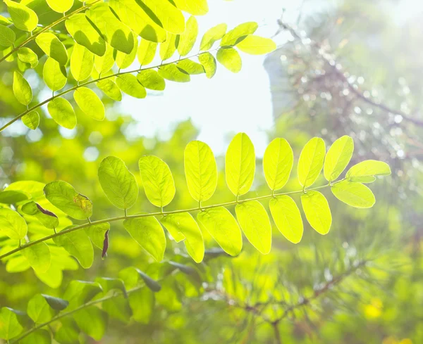 Zielone roślin — Zdjęcie stockowe