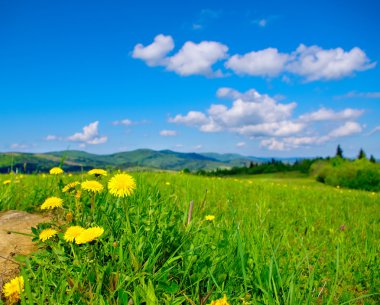 Sarı dandelions bahar dağlarda