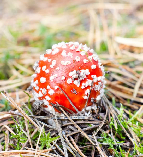 Vliegenzwam in het forest — Stockfoto