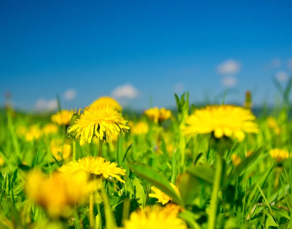 Dandelions amarelos nas montanhas na primavera — Fotografia de Stock