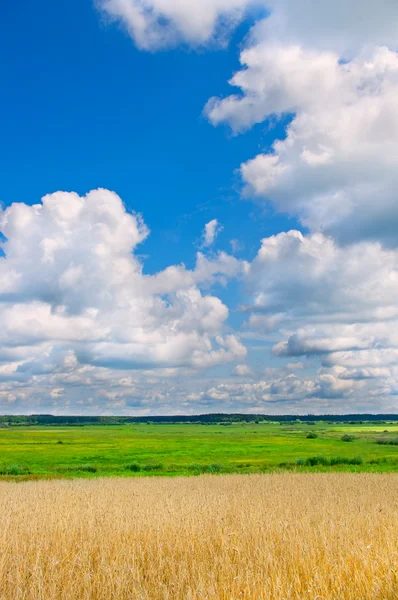 Guld området för vete. naturen landskap — Stockfoto