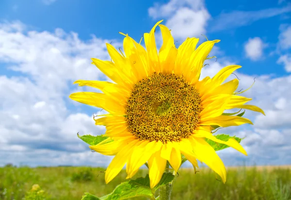 Schöne Sonnenblume auf der Sommerwiese — Stockfoto