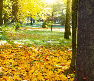 Güneş ışınları sonbahar park içine dökün.