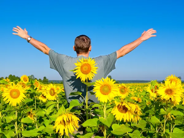 Ayçiçeği tarlası adam