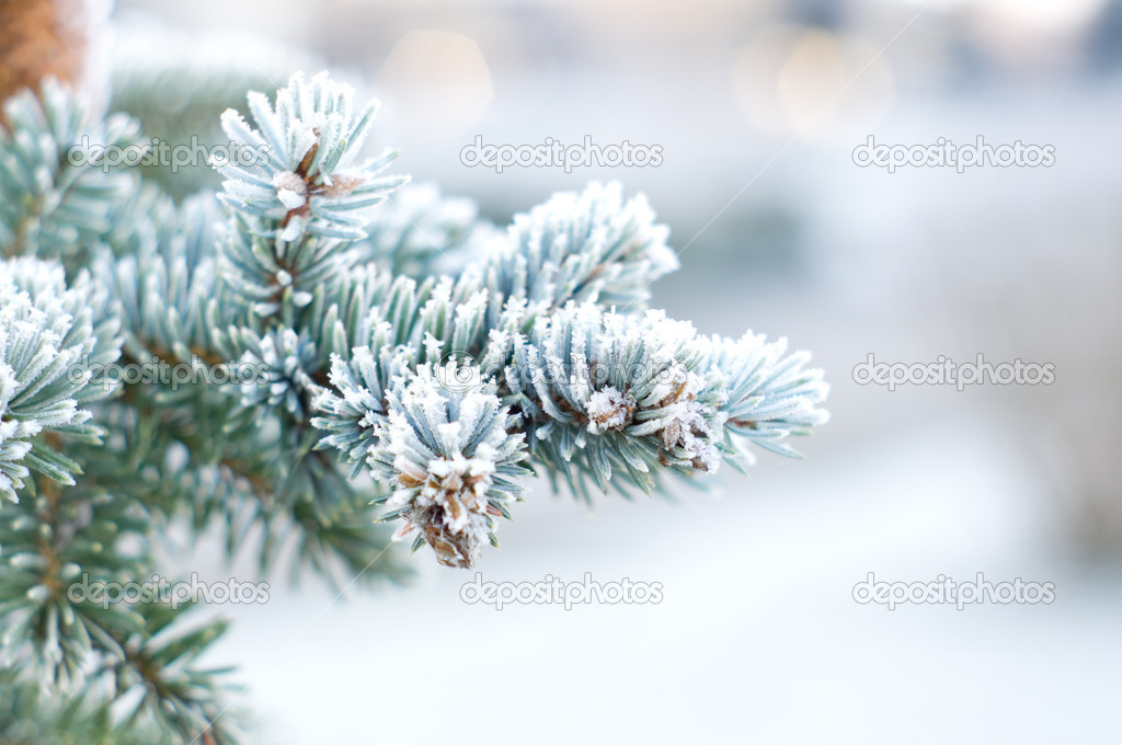 Branches of blue spruce is covered with frost