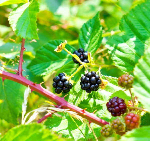 BlackBerry bush ile olgun ve olgunlaşmamış meyveleri vahşi orman — Stok fotoğraf