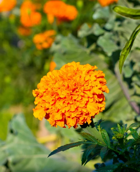 Tagétes laranja. Flores no jardim — Fotografia de Stock